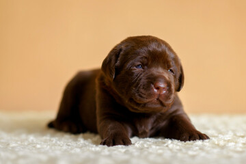 Newborn pappy chocolate labrador laying  isolated