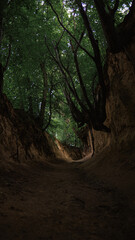 root gorge, tree in the forest