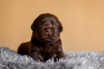 Newborn pappy chocolate labrador laying  isolated