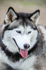 Portrait of the Siberian husky. Friendship forever. . High quality photo