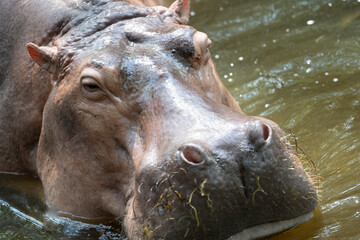close shot of hippopotamus eyes