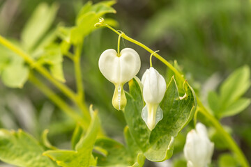 close up of a white bleeding heart in a garden