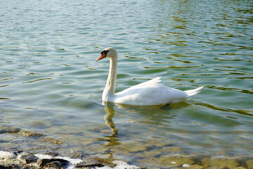 a white duck swimming in the lake