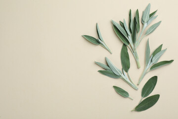 Fresh green sage leaves on light background, flat lay. Space for text - obrazy, fototapety, plakaty