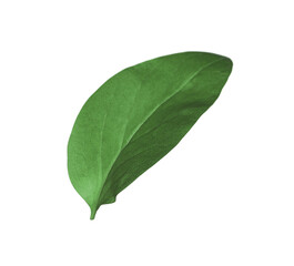 Green leaf of Ficus elastica plant isolated on white