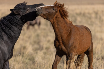 Pair of Wild Horse Stallions in the Utah Desert