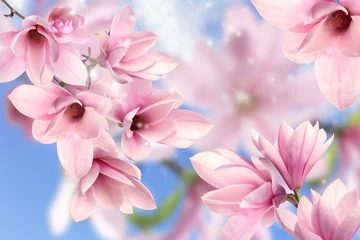 Foto op Canvas Beautiful pink magnolia flowers outdoors. Amazing spring blossom © New Africa