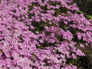 Ein rosa Phlot subulata busch