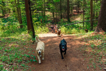 Walking in the woods with a Labrador and Golden Retrievers.