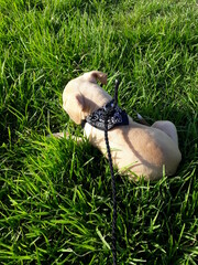 Obraz premium shoes on the grass