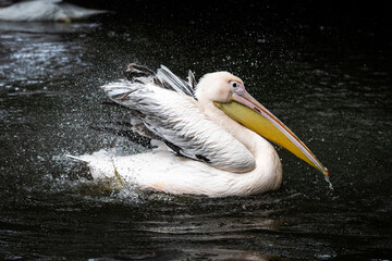 Knocking pelican