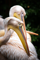 Detail of pelican