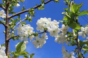 White flowers bloom from buds on a pear tree on a sunny spring day