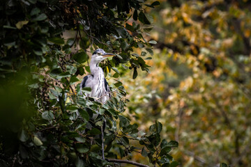 Watching heron