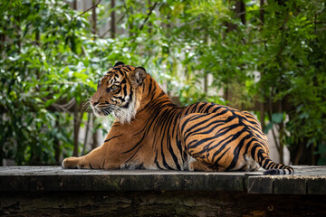 Fototapeta na wymiar Relaxing tiger