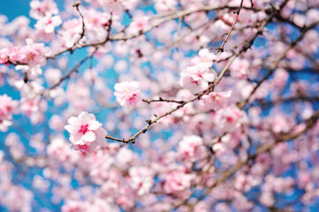 Spring flowers with blue background