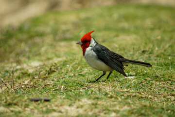 Red Crested Cardinal at the beach