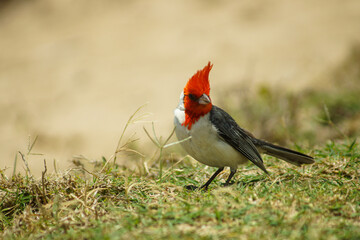 Red Crested Cardinal at the beach 2 - obrazy, fototapety, plakaty