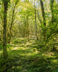 Fototapeta na wymiar Forêt humide à Serrières-sur-Ain, Ain, France