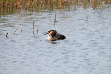 Great CrestedGrebe with young on her back in the Netherlands.