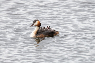 Great CrestedGrebe with young on her back in the Netherlands.