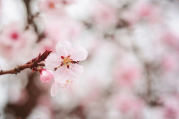 Pink Spring flowers