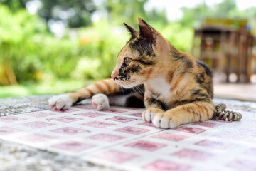 A kitten lying on the table cute.