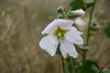 a mallow blossom blooms in spring