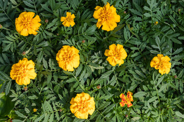 Natural background with decorative yellow