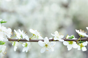 White spring flowers