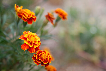 velvet flowers blooming in the spring