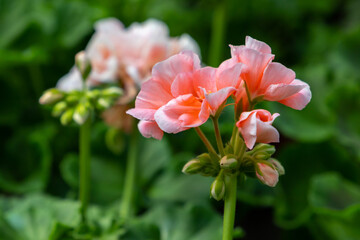 Decorative pink flowers, macro photo