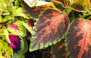 Colorful leaves of Coleus scutellarioides