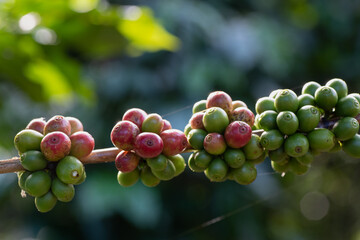 Close up of fresh arabica coffee beans on tree in agriculture plantation