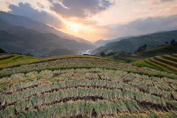 Beautiful landscape rice fields on terraced of Mu Cang Chai