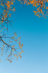 Bright yellow leaves under blue sky