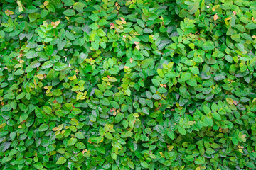 Obraz premium Small Green Leaves Pattern Background