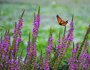 butterfly on flower