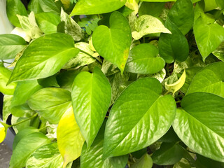 The leaf of  Golden pothos , this is green leaf detail of garden tree