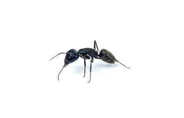 Ant isolated on white background 