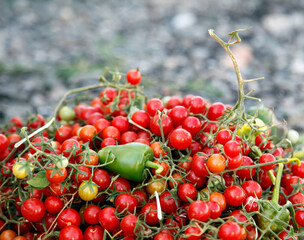 natural fresh village tomato and pepper
