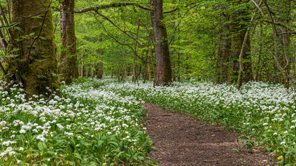 The path through the wild garlic flowers in the woods