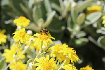 bee on flower