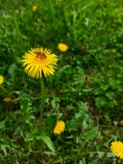 yellow dandelion flower