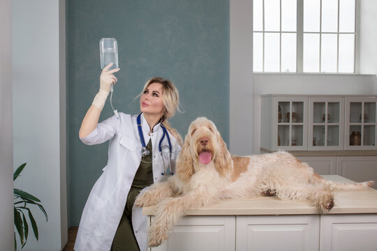 young woman vet doctor doing infusion set to a dog