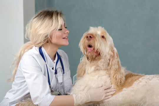 young woman vet doctor examins a dog