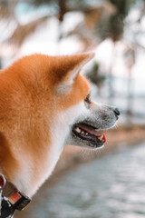 Dog Akita Inu - Japonese