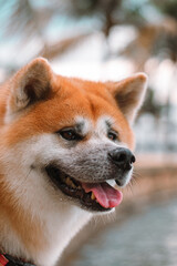 Dog Akita Inu - Japonese