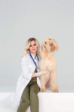 beautiful young woman vet doctor with a dog on a grey brackground