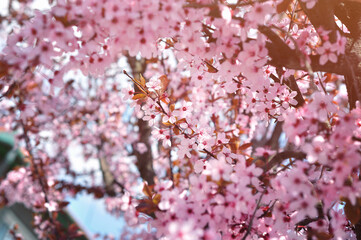 Pink Spring flowers